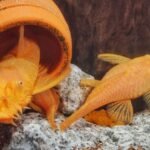 Couple d'Ancistrus cirrhosus albinos avec leurs œufs