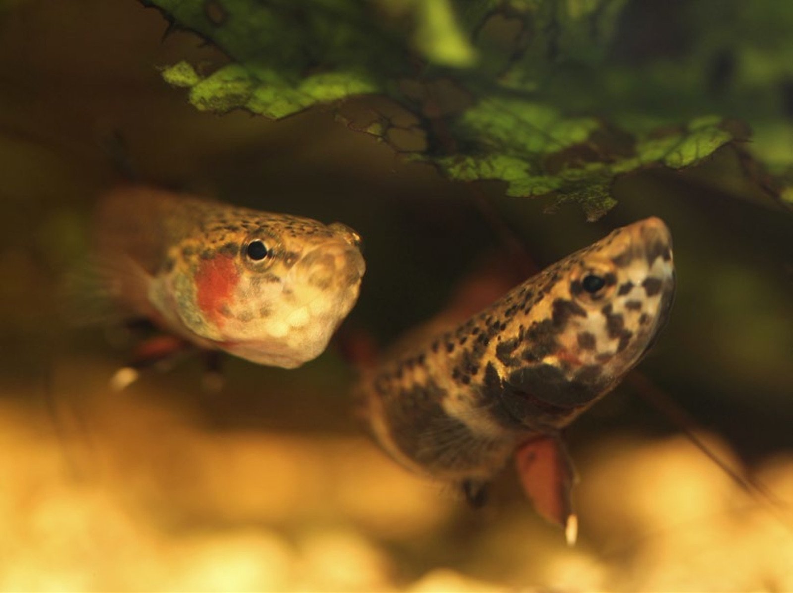 Couple de Betta albimarginata pendant l'échange des œufs