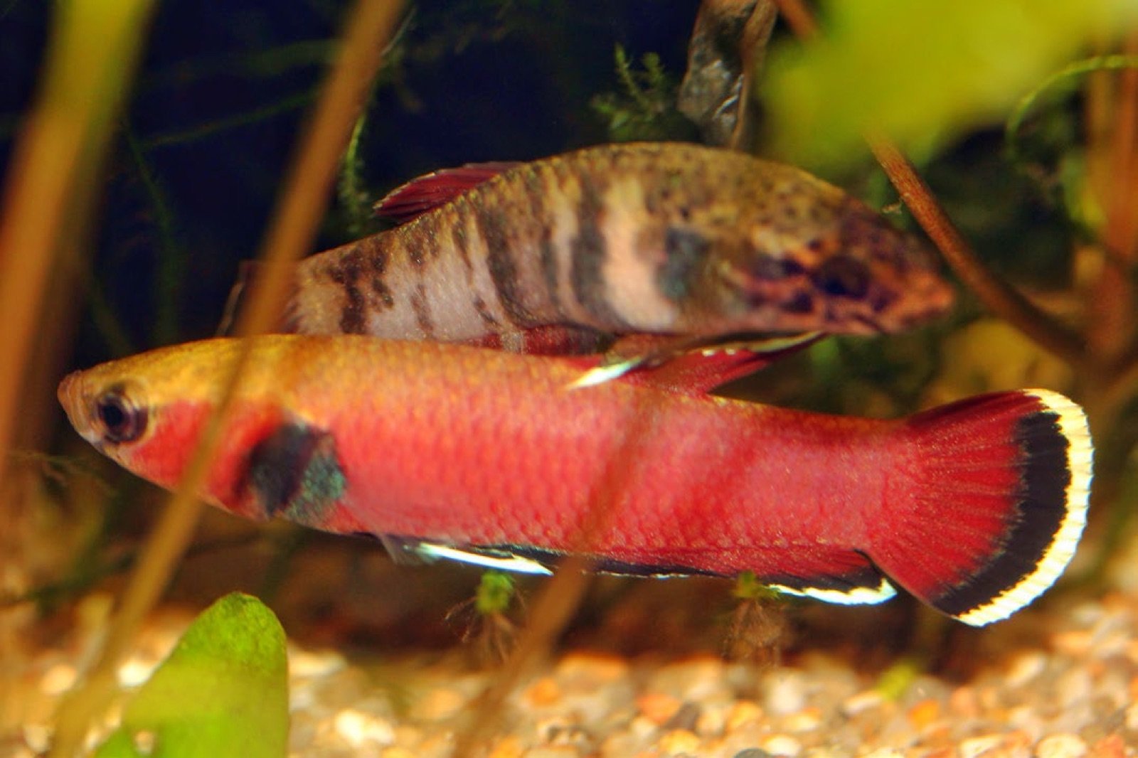 Couple de Betta channoides en parade de reproduction