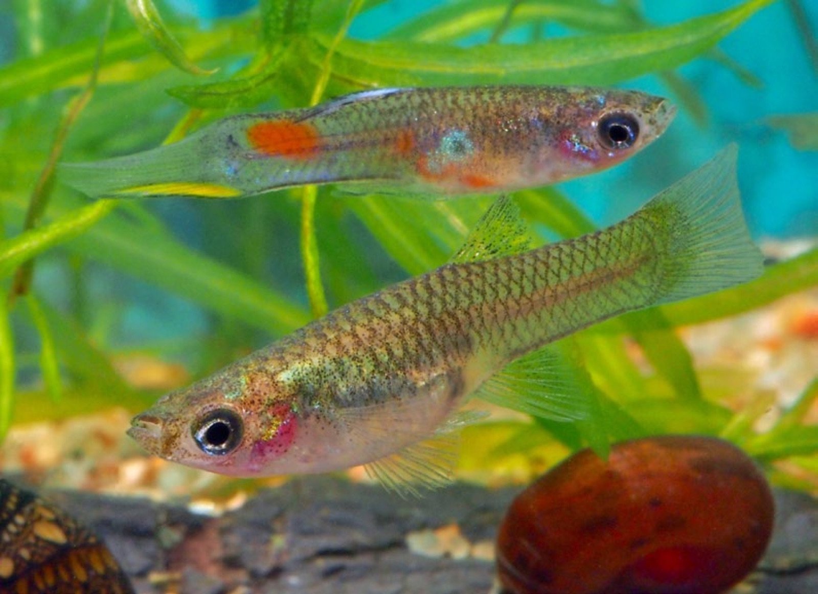 Couple de guppys proches de la forme sauvage
