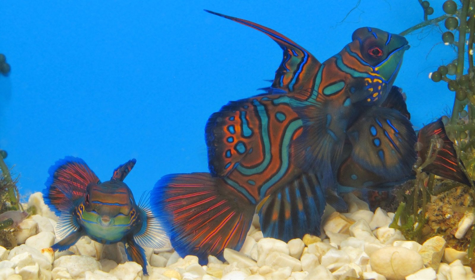 Couple adulte de Synchiropus splendidus avec une coloration orange