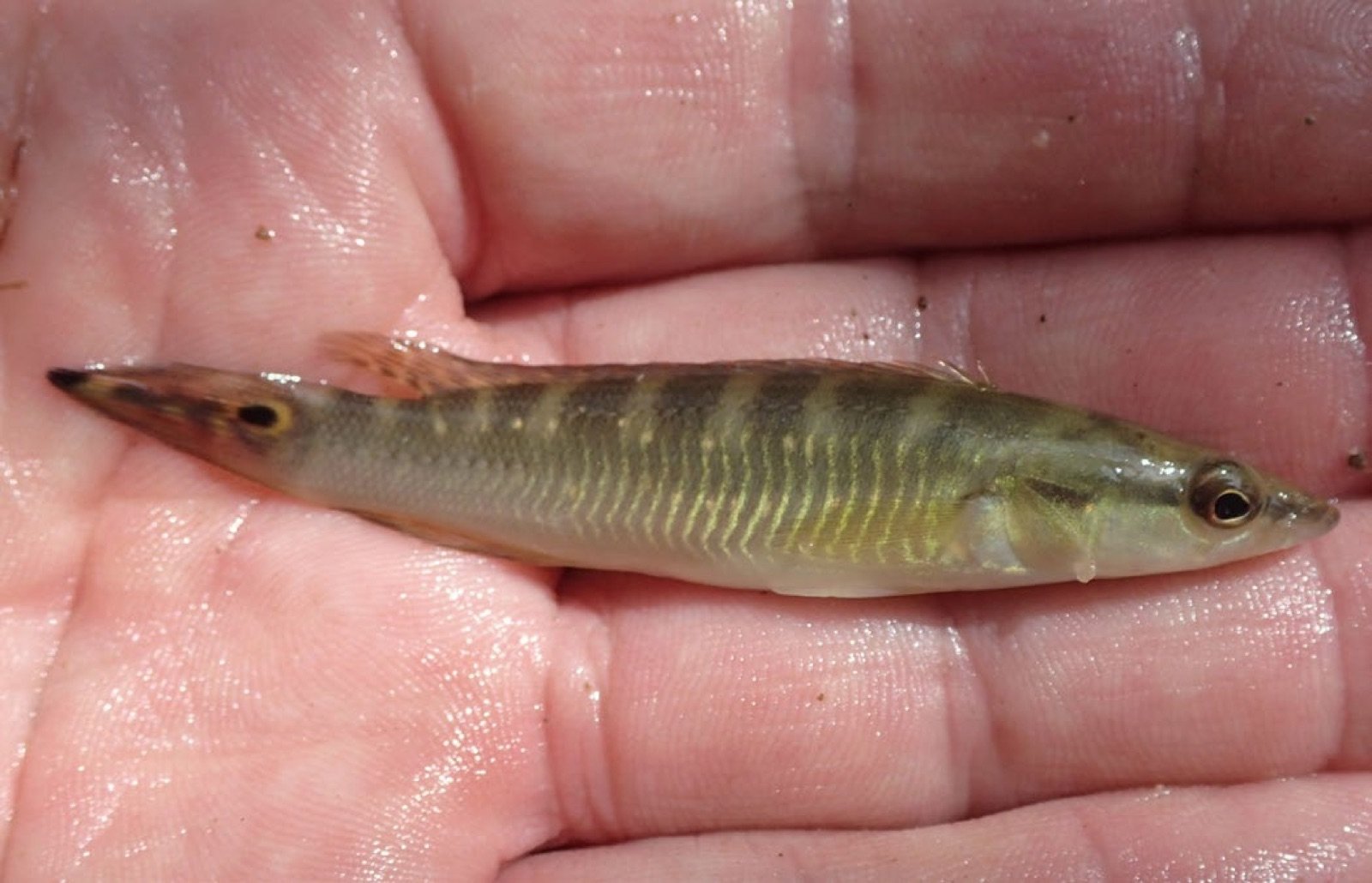 Petit Crenicichla nain du nouveau genre Wallaciia tenu dans une main