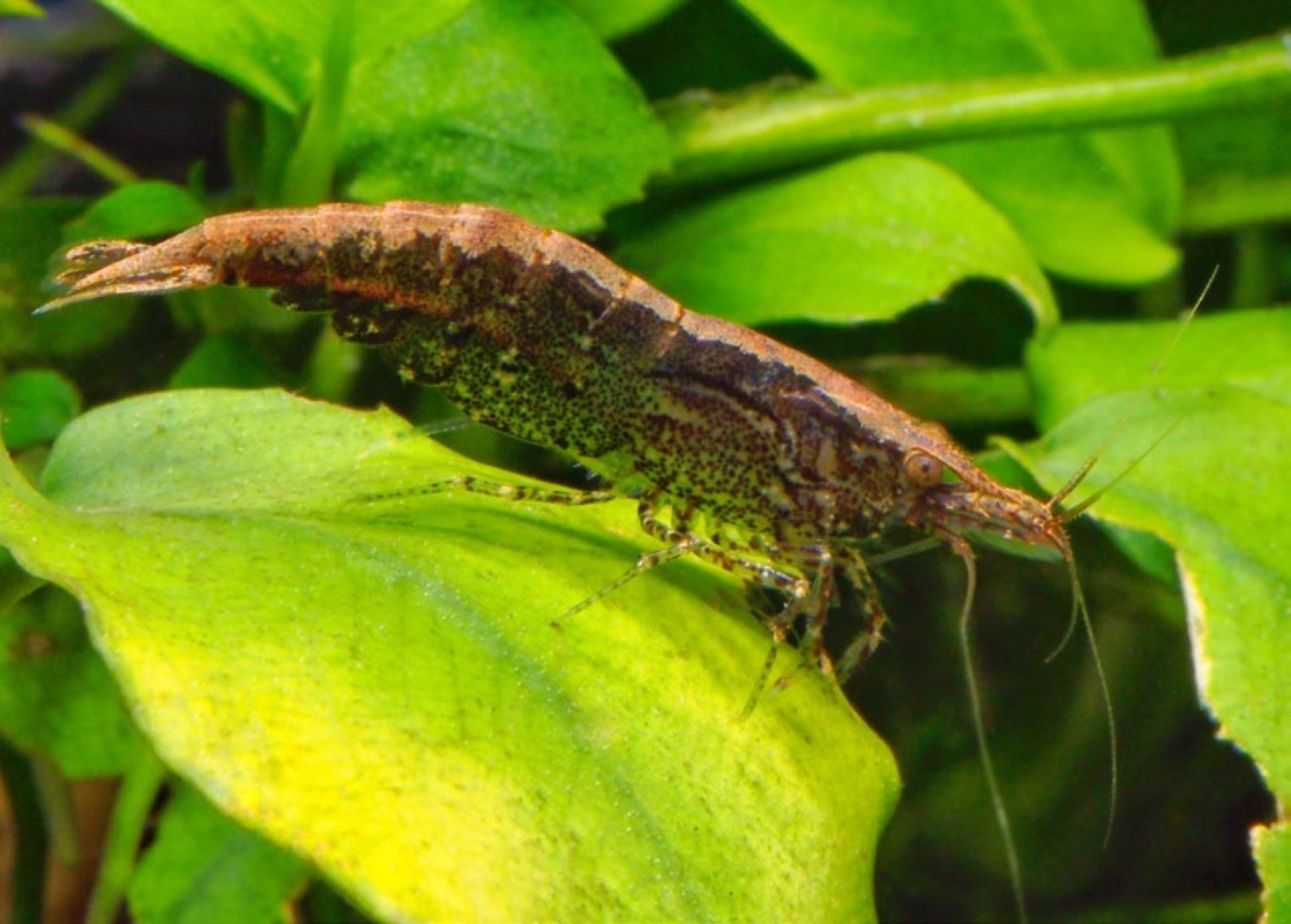 Crevette Neocaridina davidi sur une feuille en aquarium