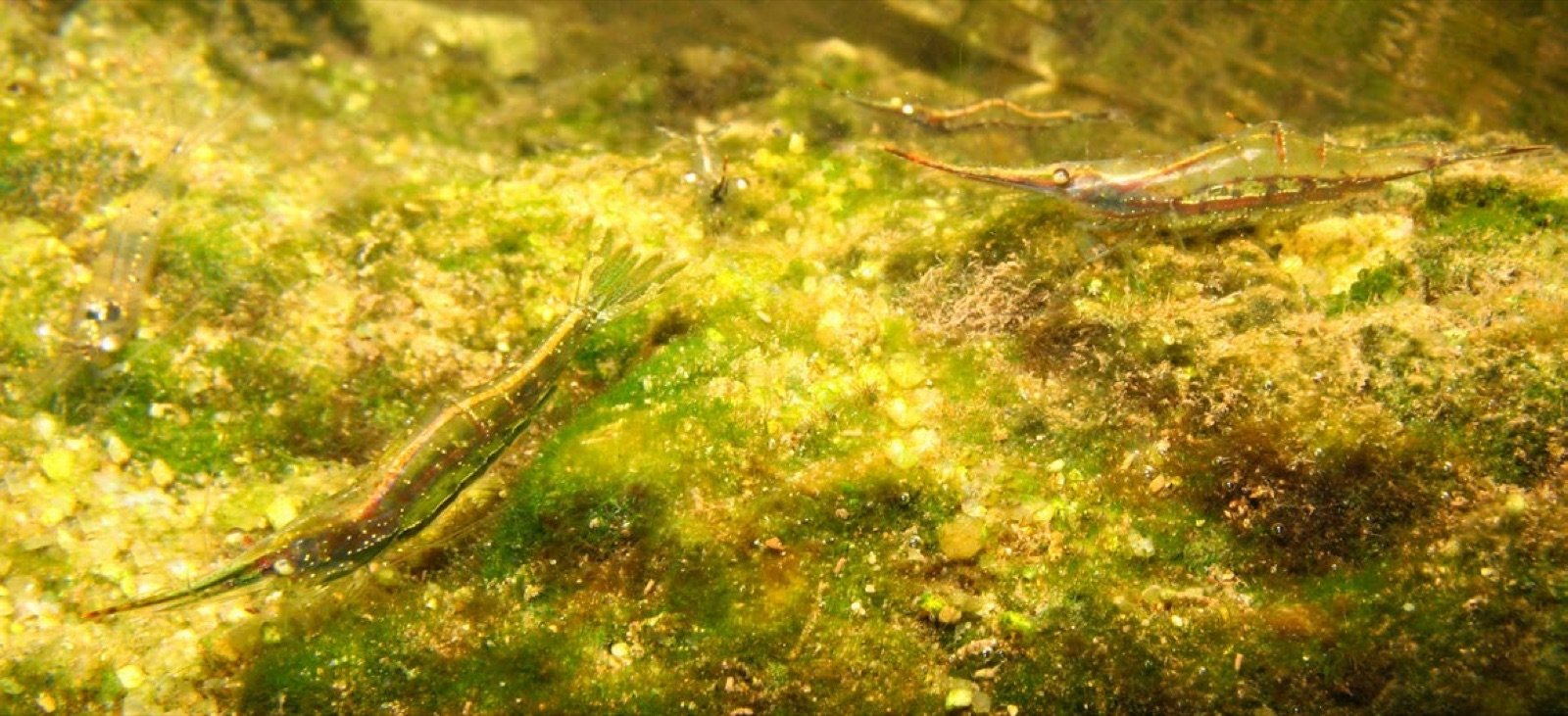 Crevettes Pinocchio Caridina gracilirostris sur un rocher de la rivière Tha Pom