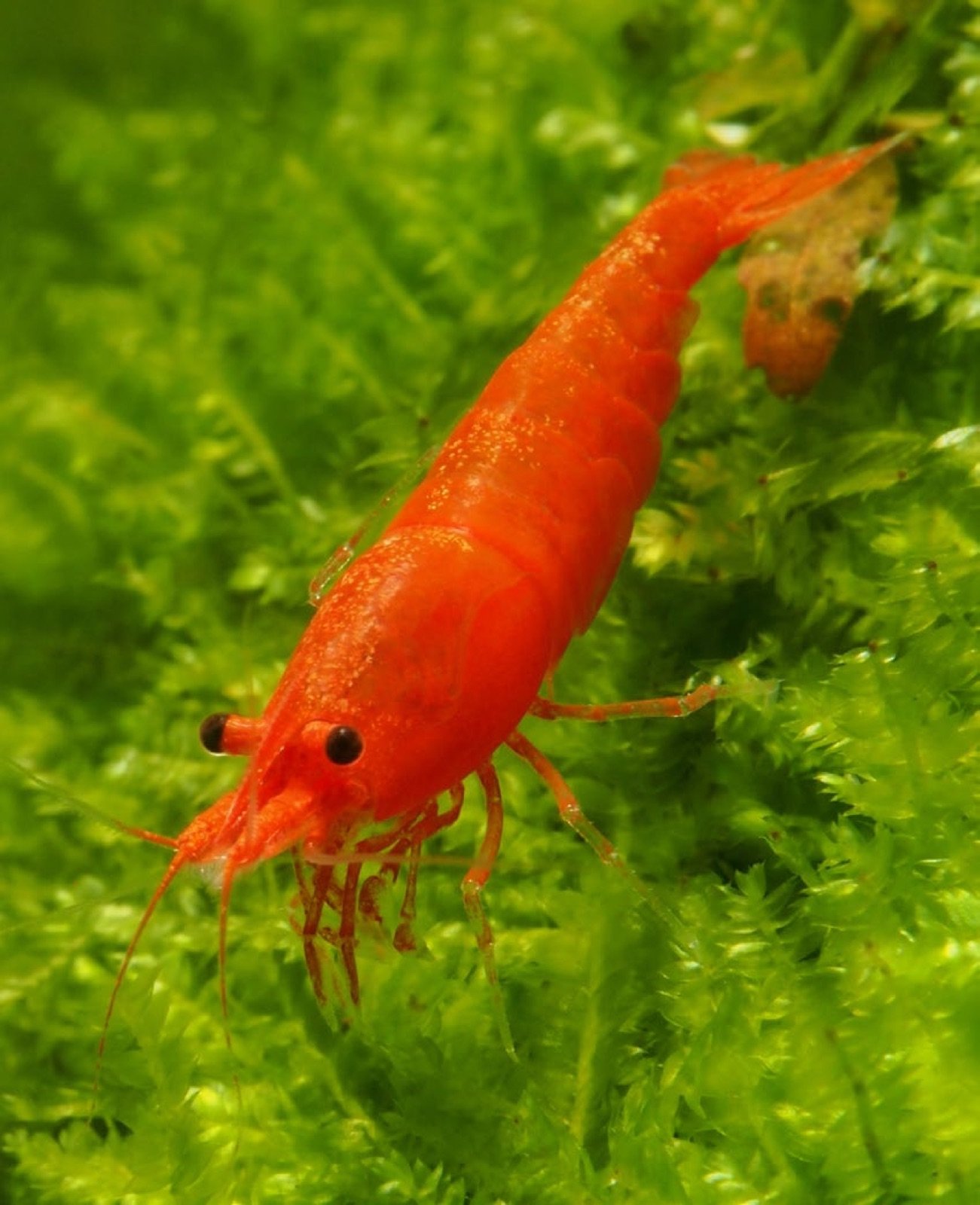 Crevette Red Cherry, Neocaridina davidi, sur mousse en aquarium