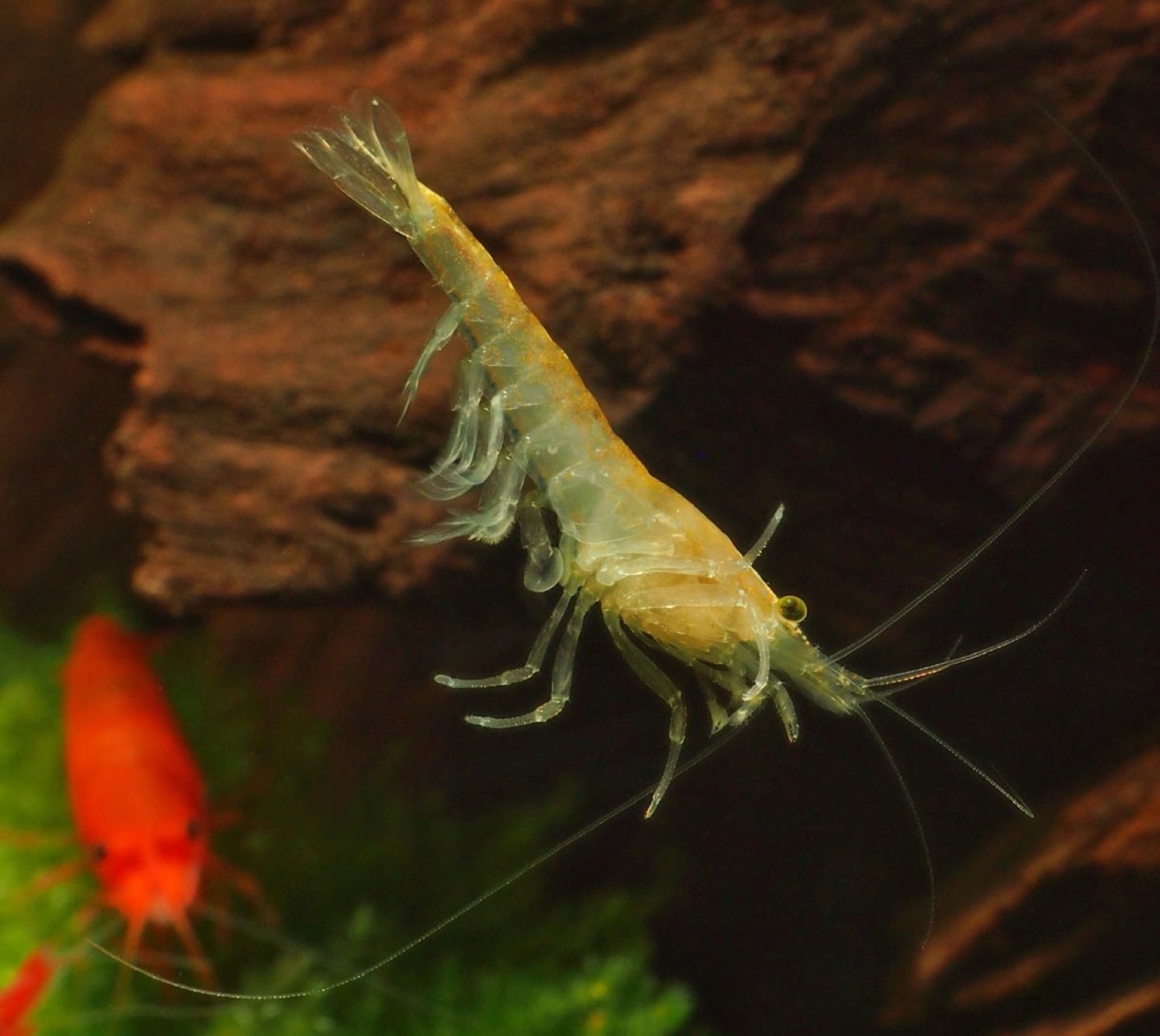 Crevette Neocaridina davidi en train de nager grâce à ses pléopodes