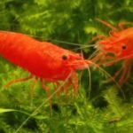 Crevettes Neocaridina davidi aux couleurs intenses dans un aquarium planté