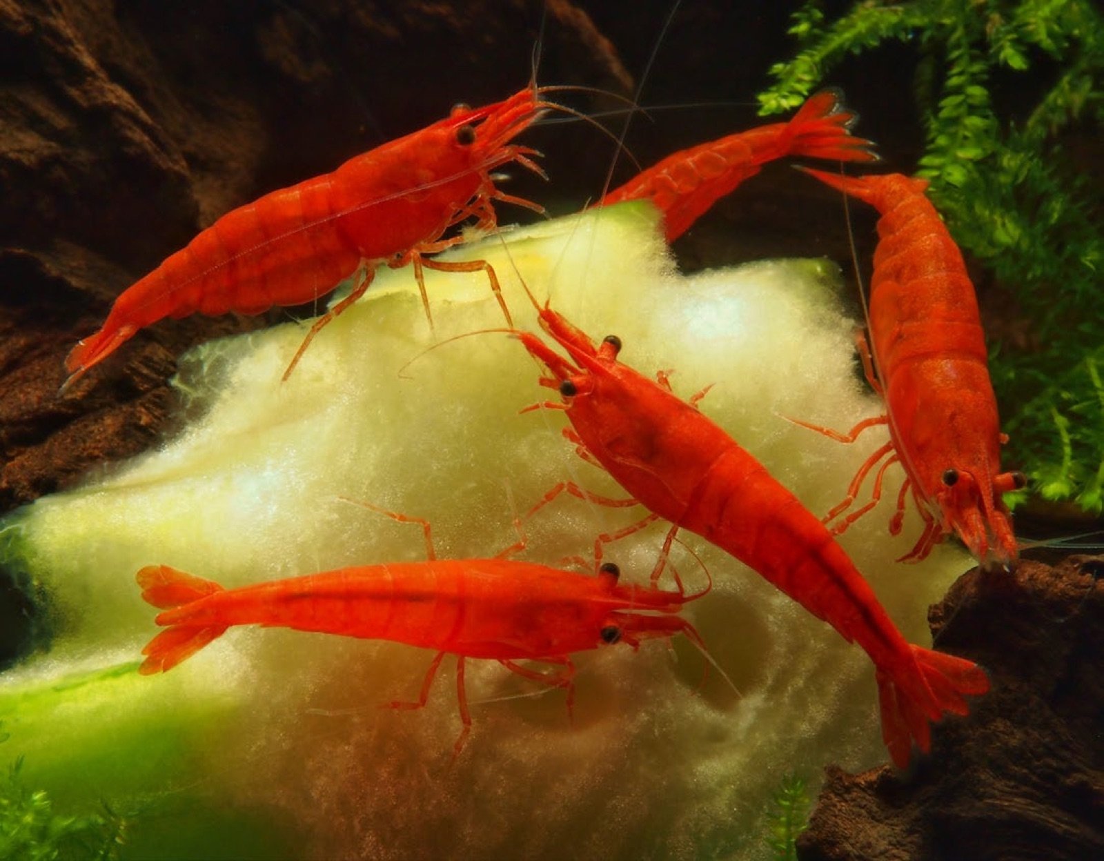 Crevettes Red Cherry se nourrissant sur une rondelle de concombre