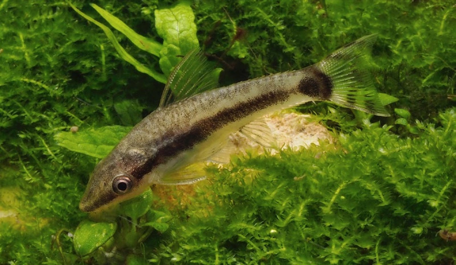 Crossocheilus oblongus juveniles poissons qui attaquent les algues pinceaux