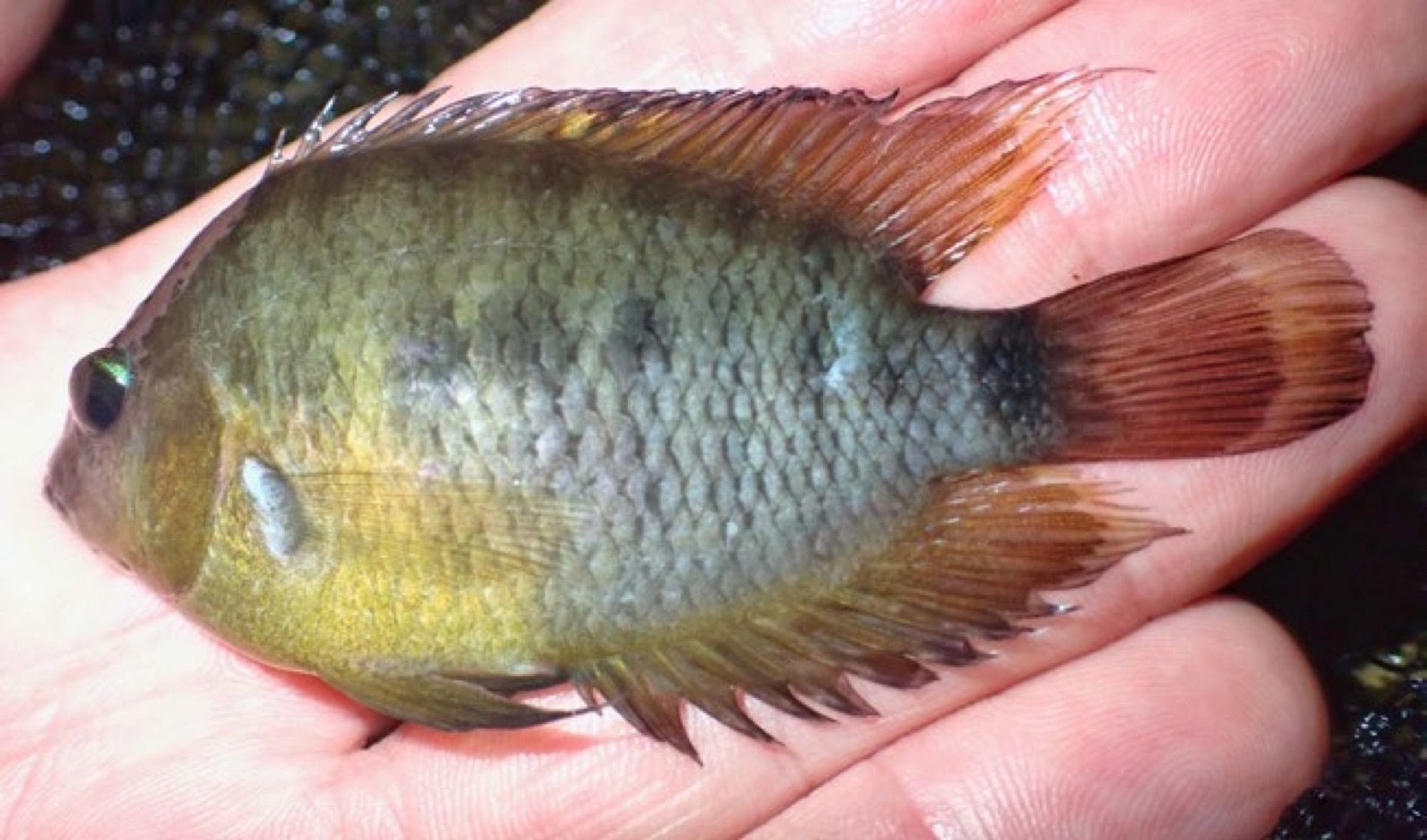 Cryptoheros spilurus, petit cichlidé jaune