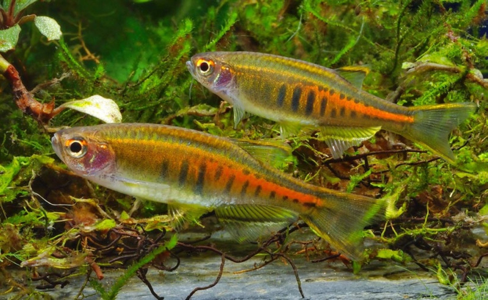 Petit groupe de Danio choprae, cyprinidés compagnons du gourami perlé