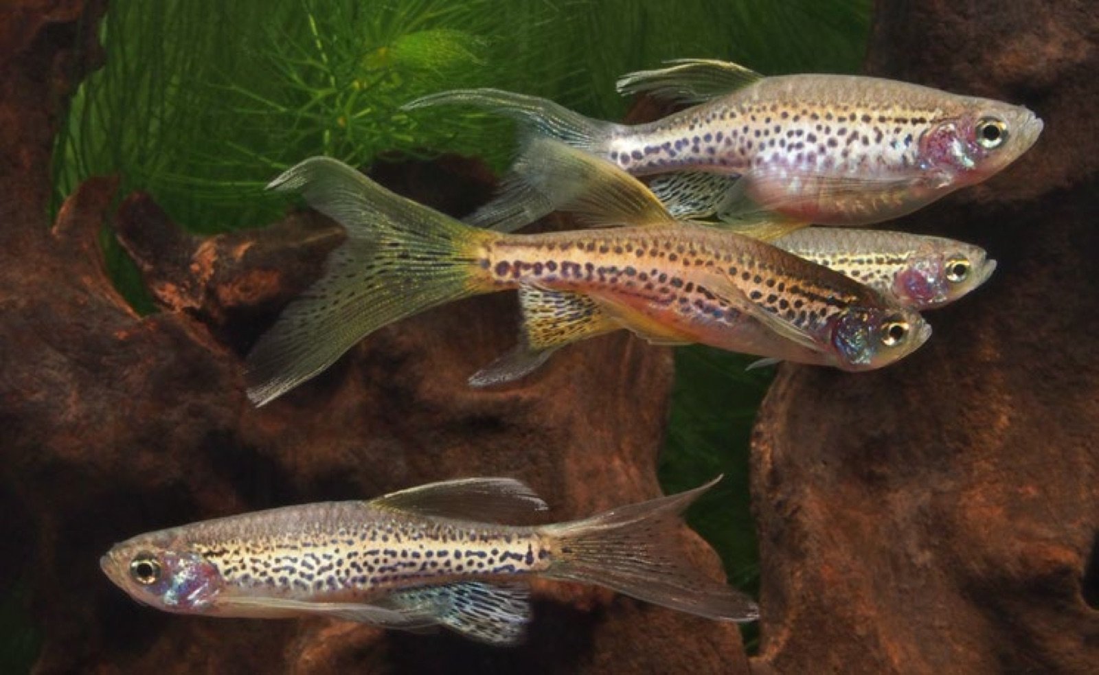 Danio rerio frankei dispersant ses œufs sur le sol de l'aquarium