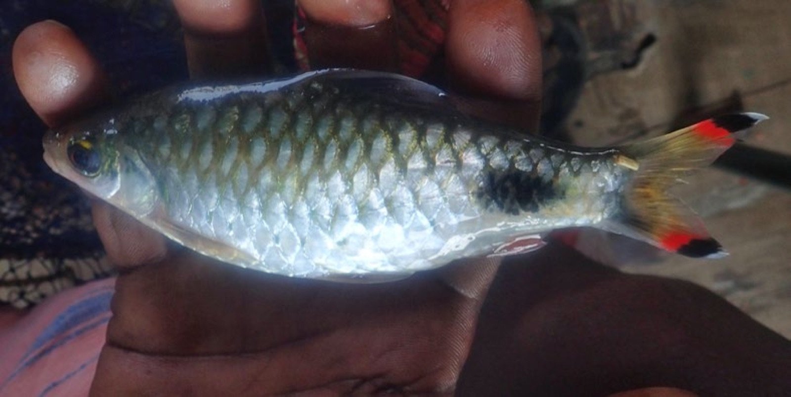 Dawkinsia filamentosa, ex Barbus filamentosus, tenu en main