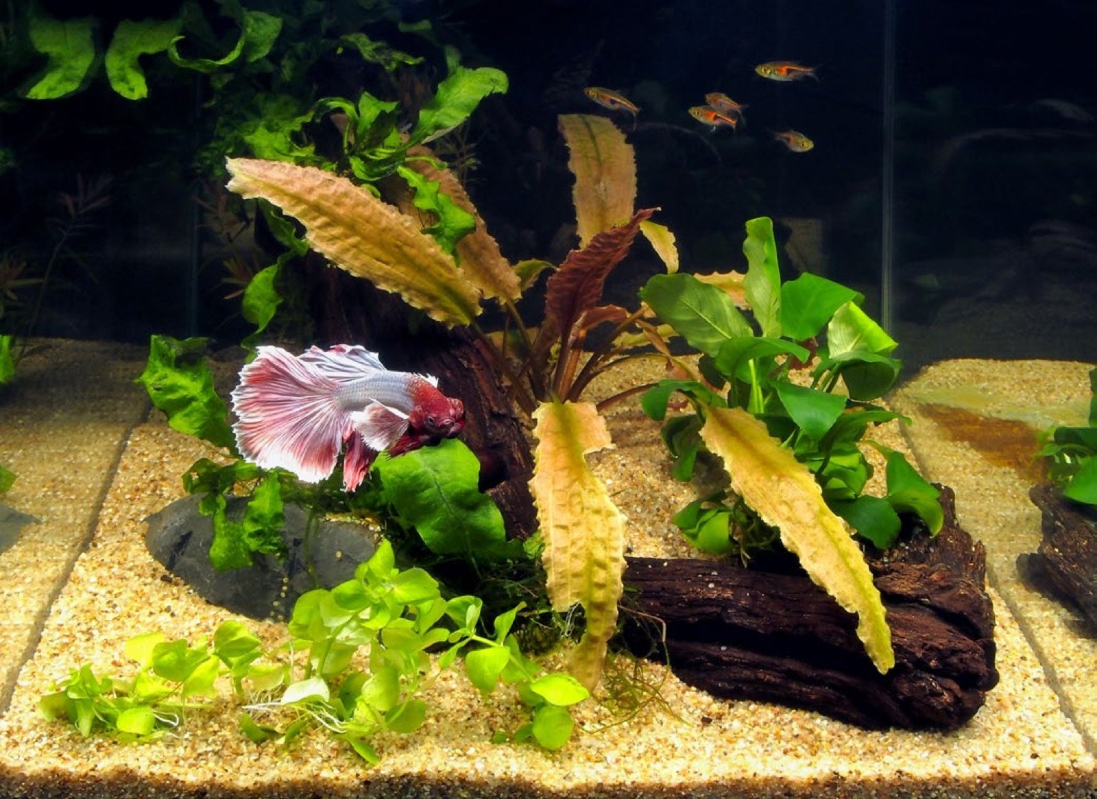 Aquarium pour combattant avec décor de racines et plantes asiatiques
