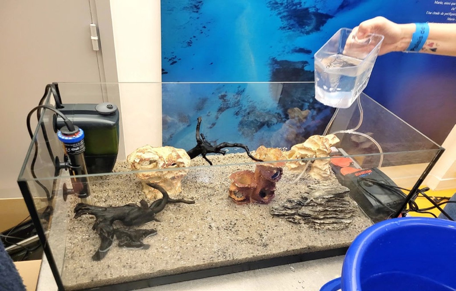 Décoration terminée, l'aquarium est mis en eau