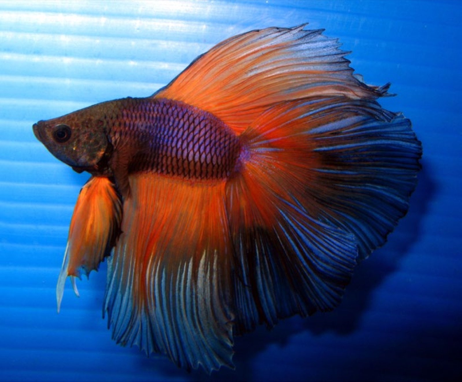 Betta présentant une très grosse déformation du front