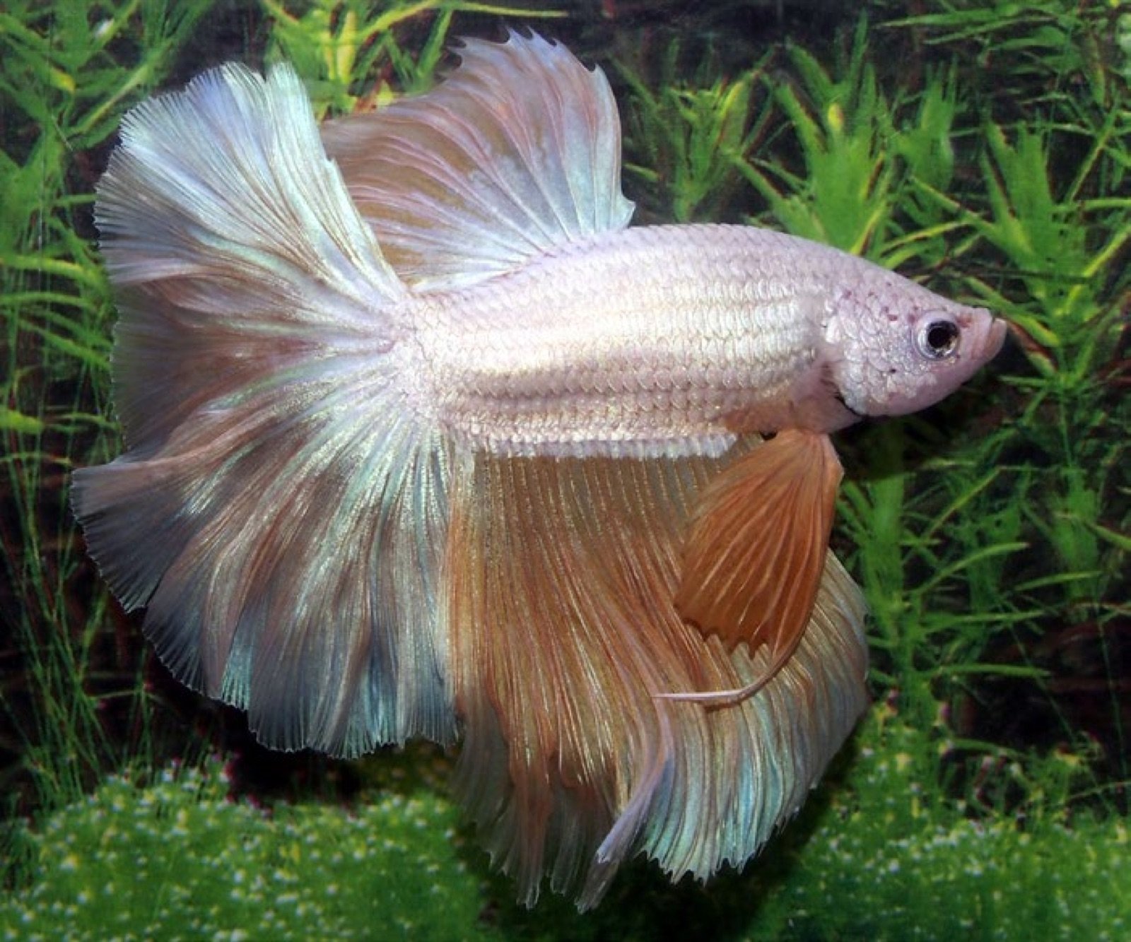 Betta avec une nageoire anale trop disproportionnée
