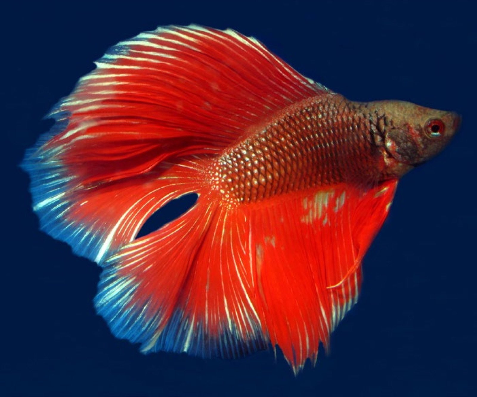 Betta présentant une scoliose très importante