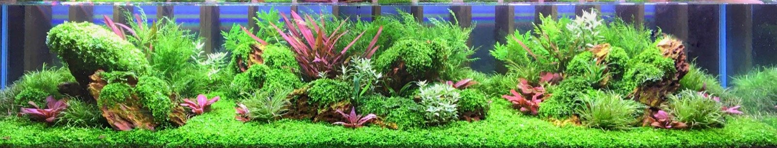 Bac aquascapé DENNERLE PLANTS Island Hopping à Interzoo 2026