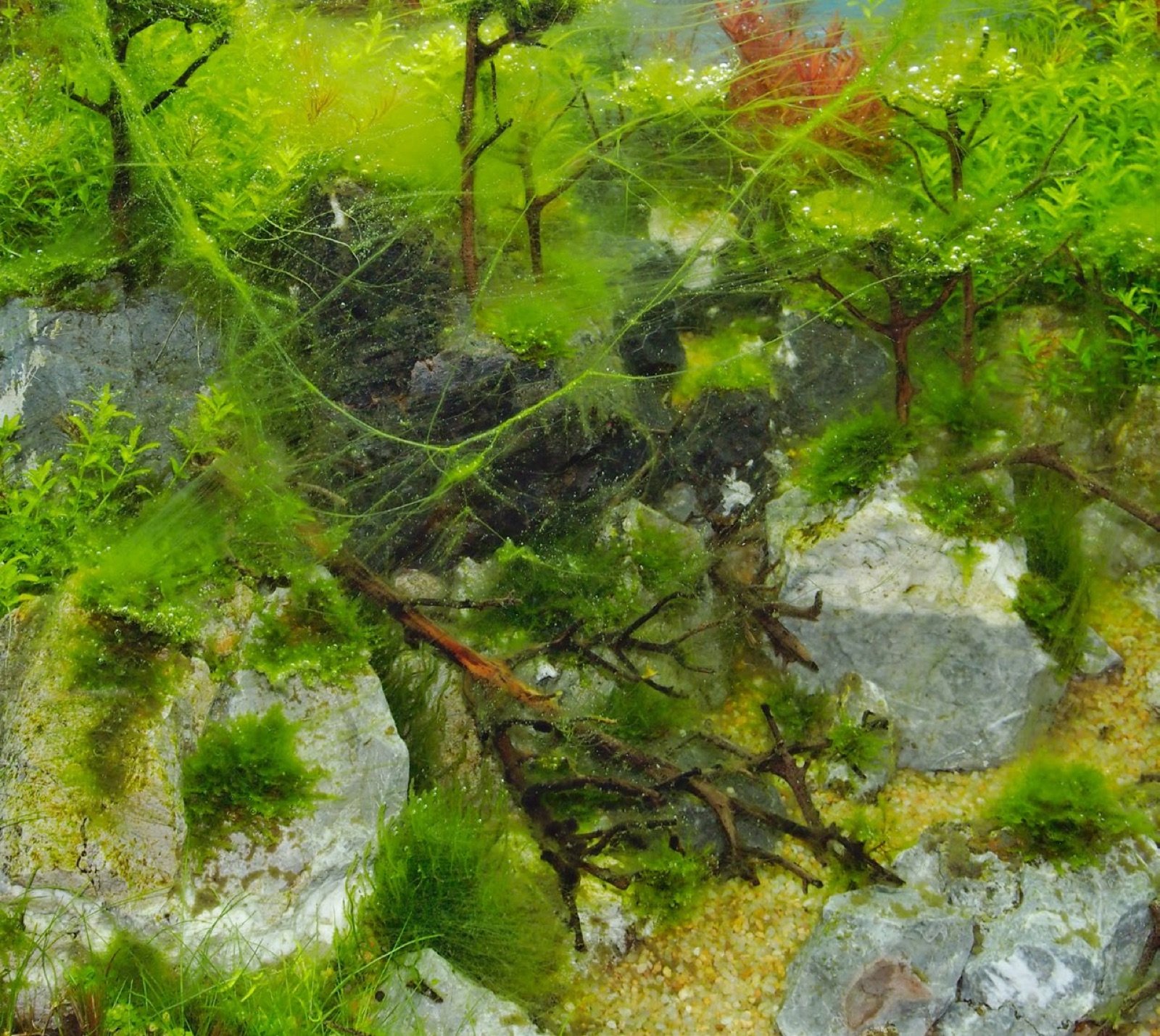 Developpement d algues accentue par le CO2 pendant le demarrage d un bac d aquarium