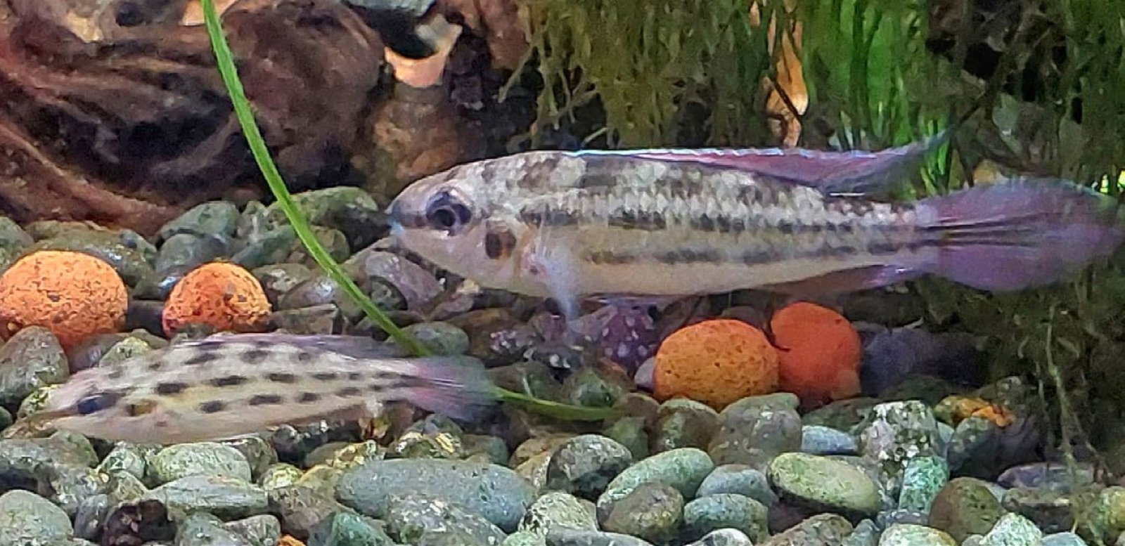 Dicrossus warzeli couple adulte en aquarium