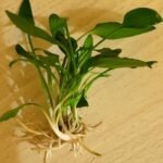Division d'un pied de Cryptocoryne parva avec ses racines