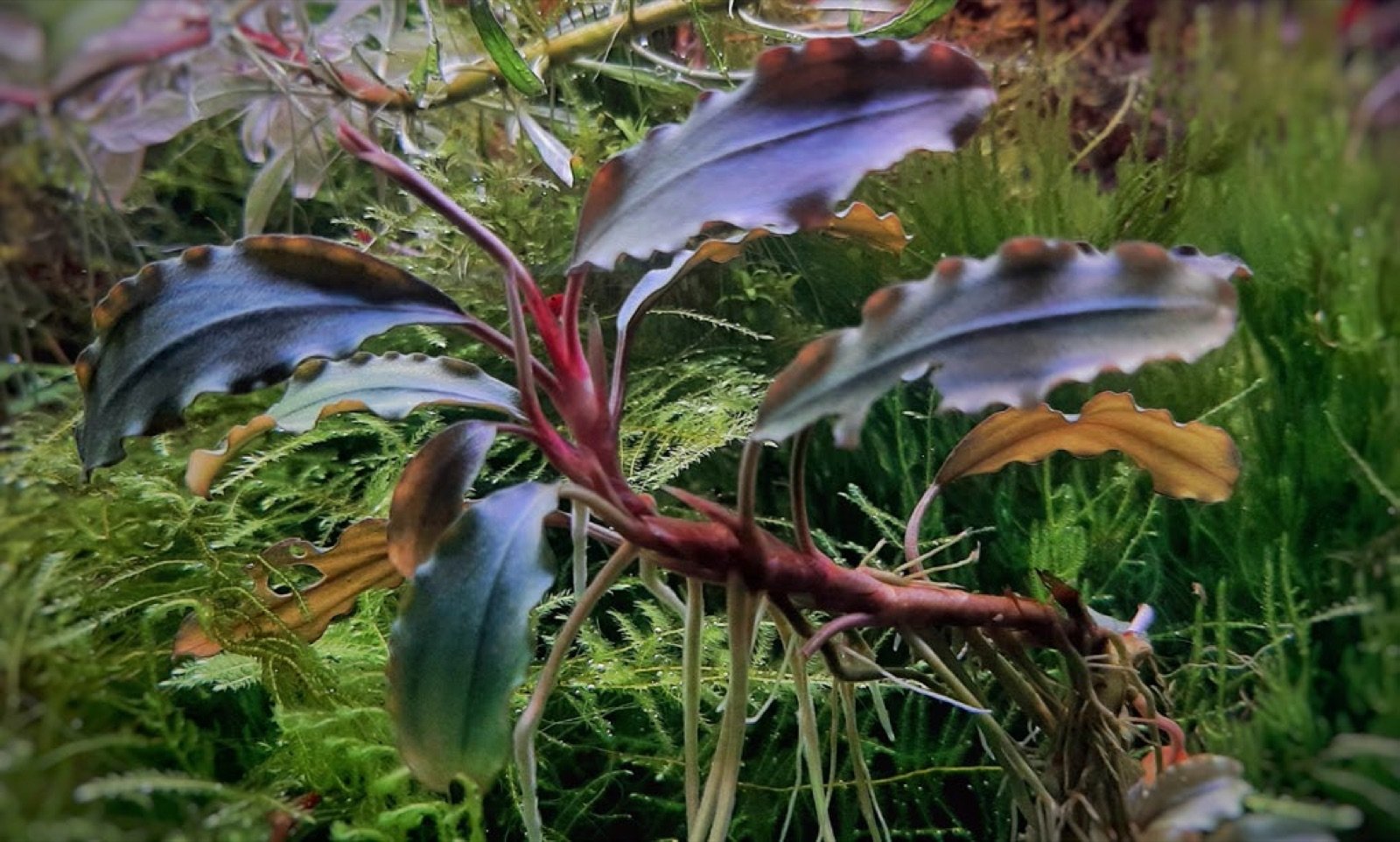 Plante à rhizome de type Anubias prête pour la division