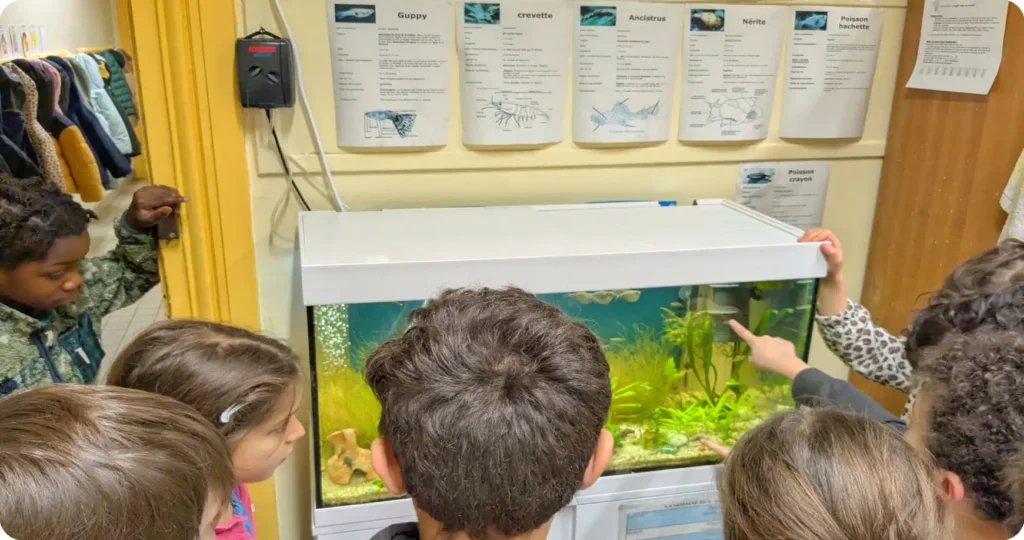 aquarium en classe