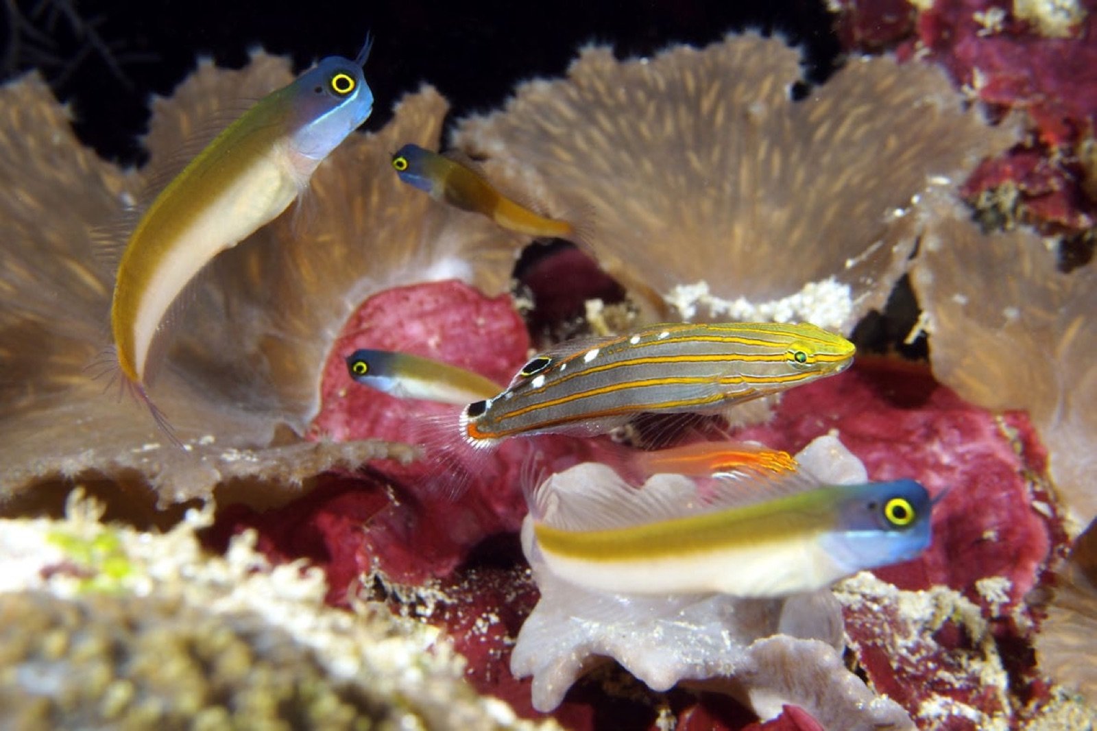 Blennies Ecsenius ops cohabitant naturellement avec Koumansetta rainfordi