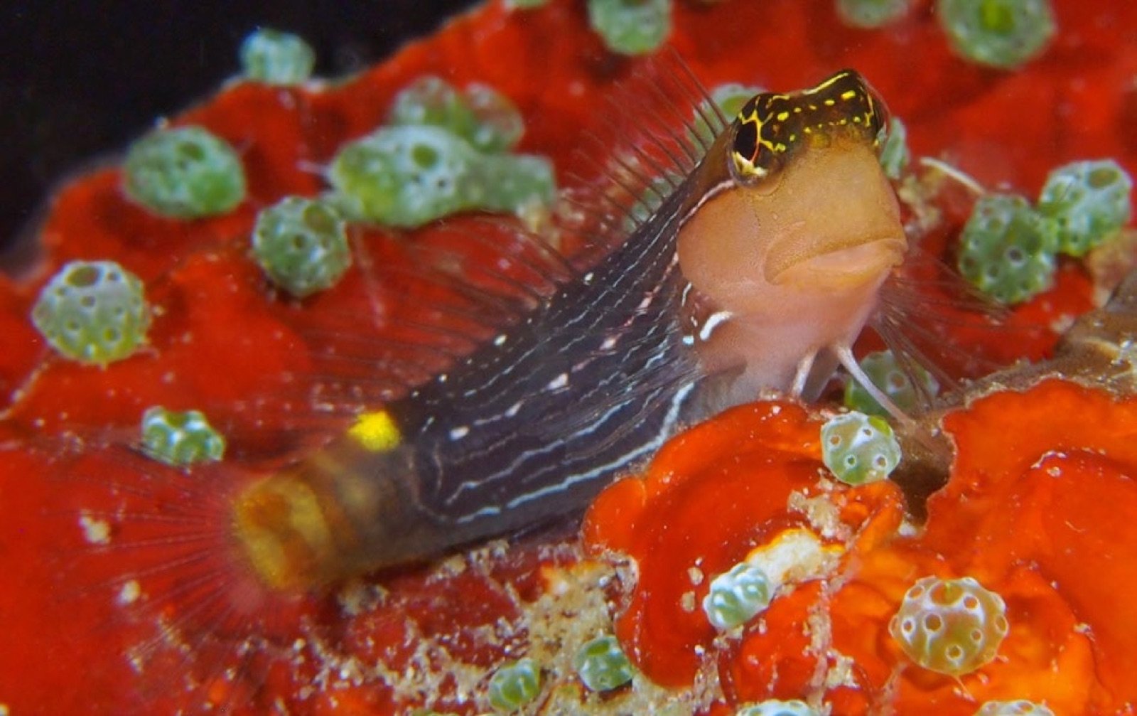 Ecsenius pictus, une petite blennie méconnue