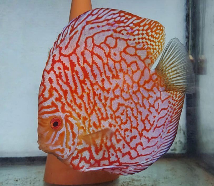 Discus Symphysodon aequifasciatus variété checkerboard red
