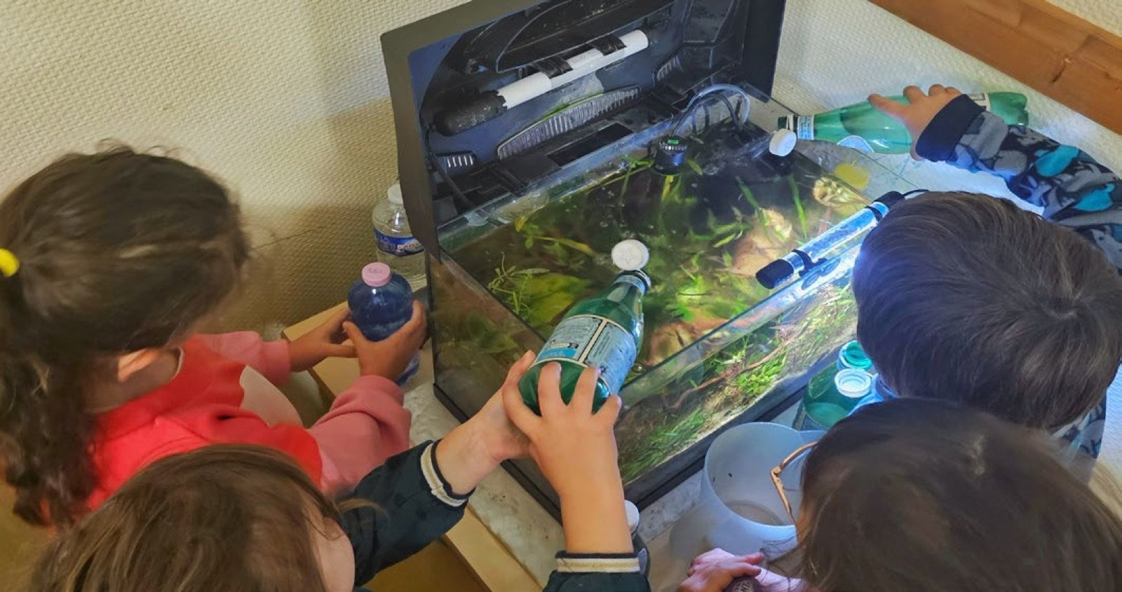 Des élèves de maternelle changent l’eau de l’aquarium de leur classe