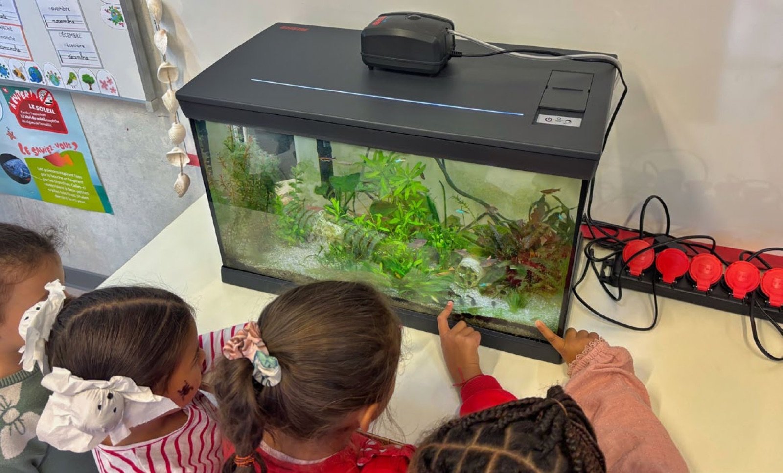 Des élèves de grande section de maternelle observent les poissons dans l’aquarium de leur classe