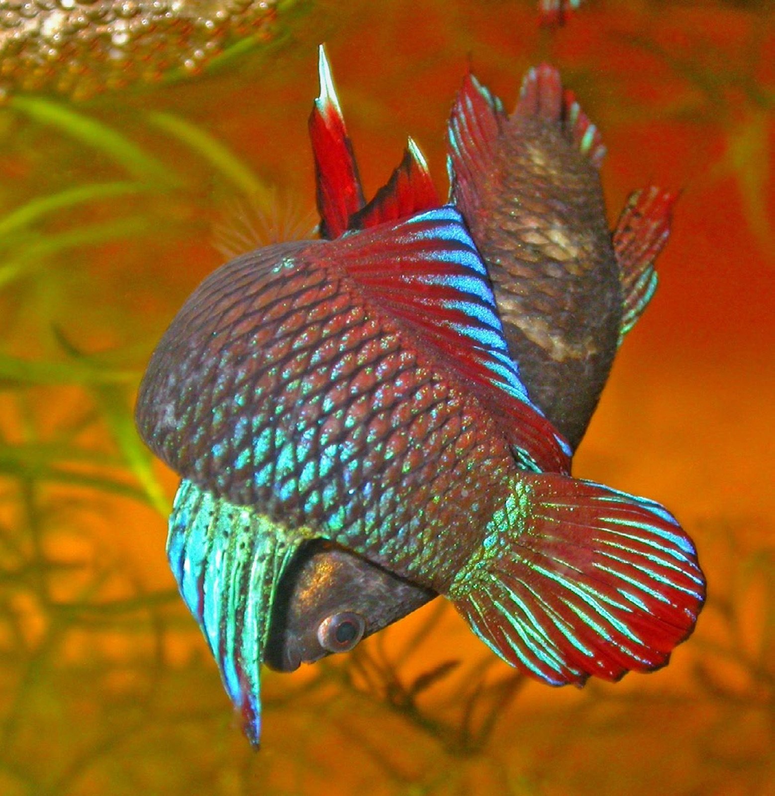 Enlacement d'un couple de Betta splendens pendant la ponte
