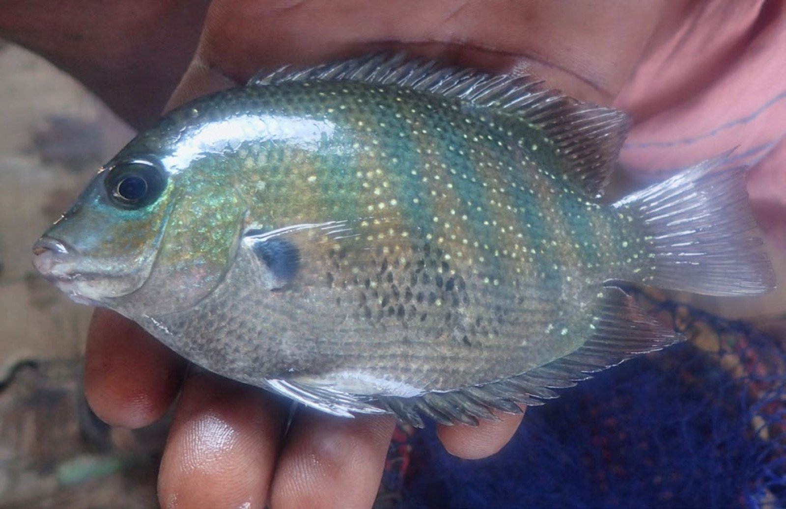 Etroplus suratensis tenu en main