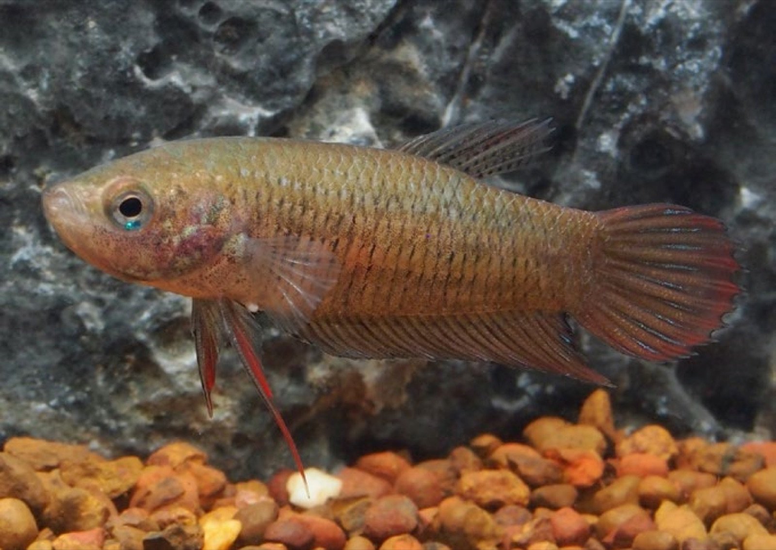 Femelle Betta splendens sauvage avec papille génitale blanche visible