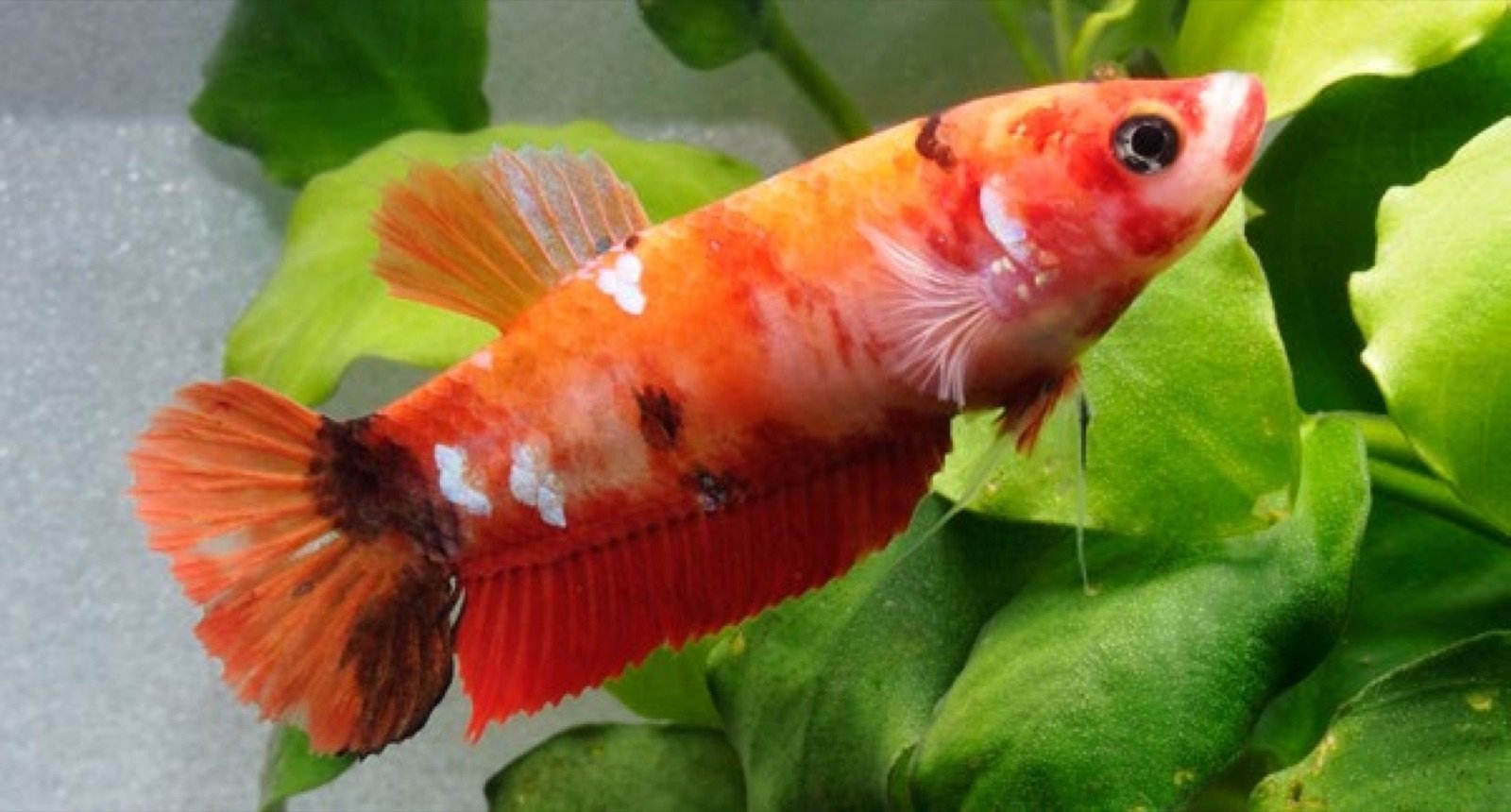 Femelle Betta splendens variété Koï