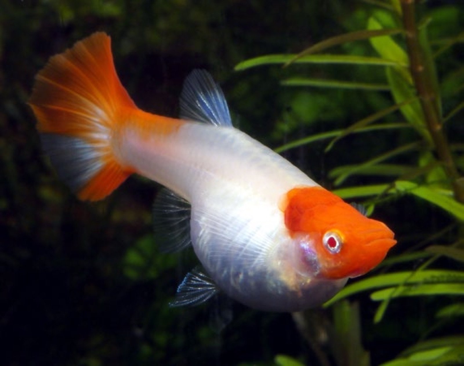 Femelle guppy gravide prête à mettre bas ses alevins