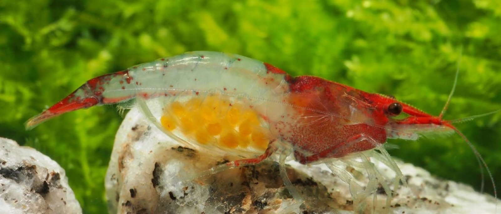 Femelle de crevette Red Cherry portant ses œufs sous le ventre