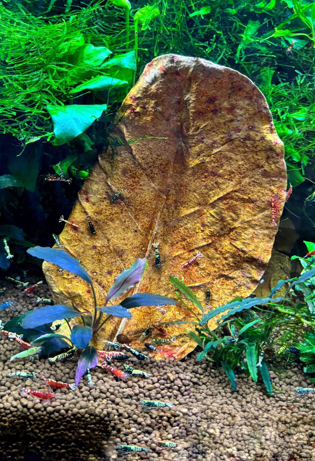 Grande feuille de catappa dans un aquarium peuplé de crevettes