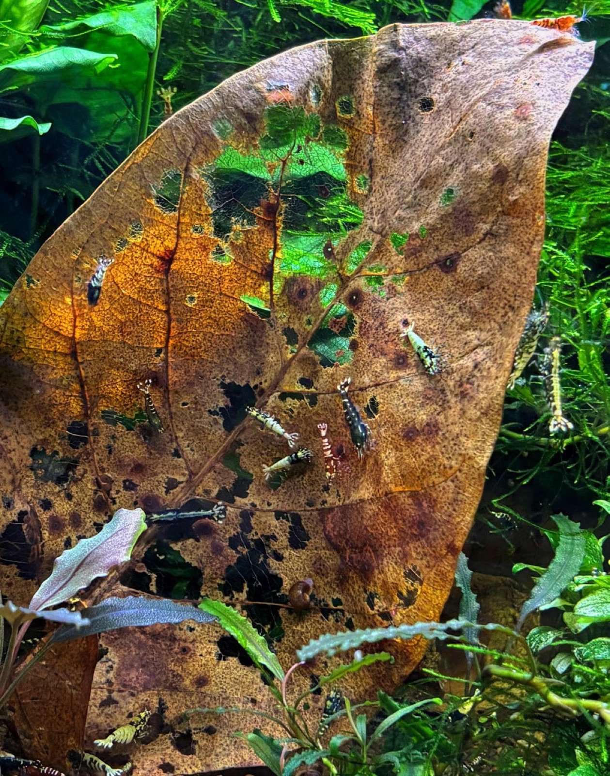 Feuille de Terminalia catappa consommée par les crevettes en aquarium