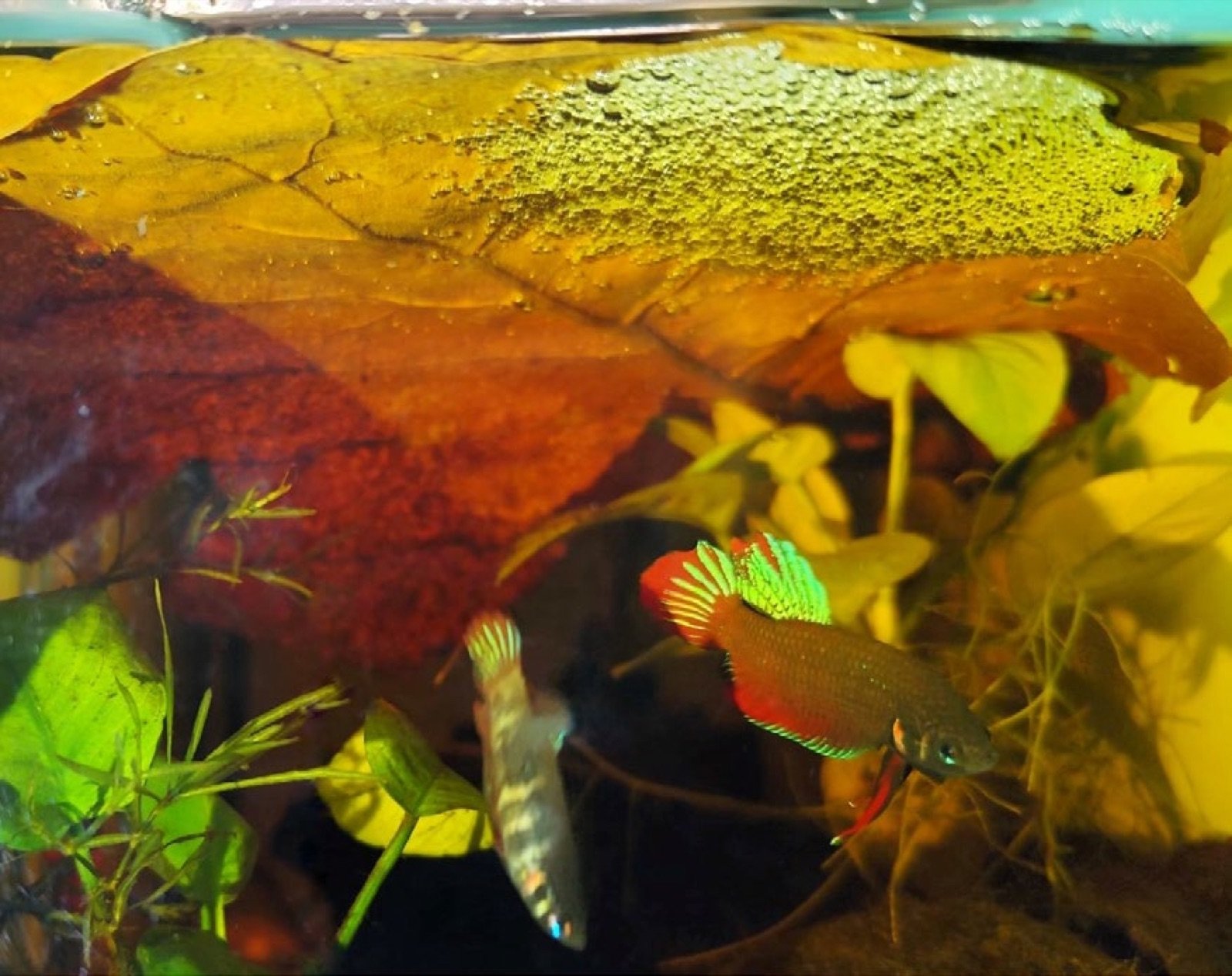 Feuille de catappa dans un bac de reproduction de Betta splendens