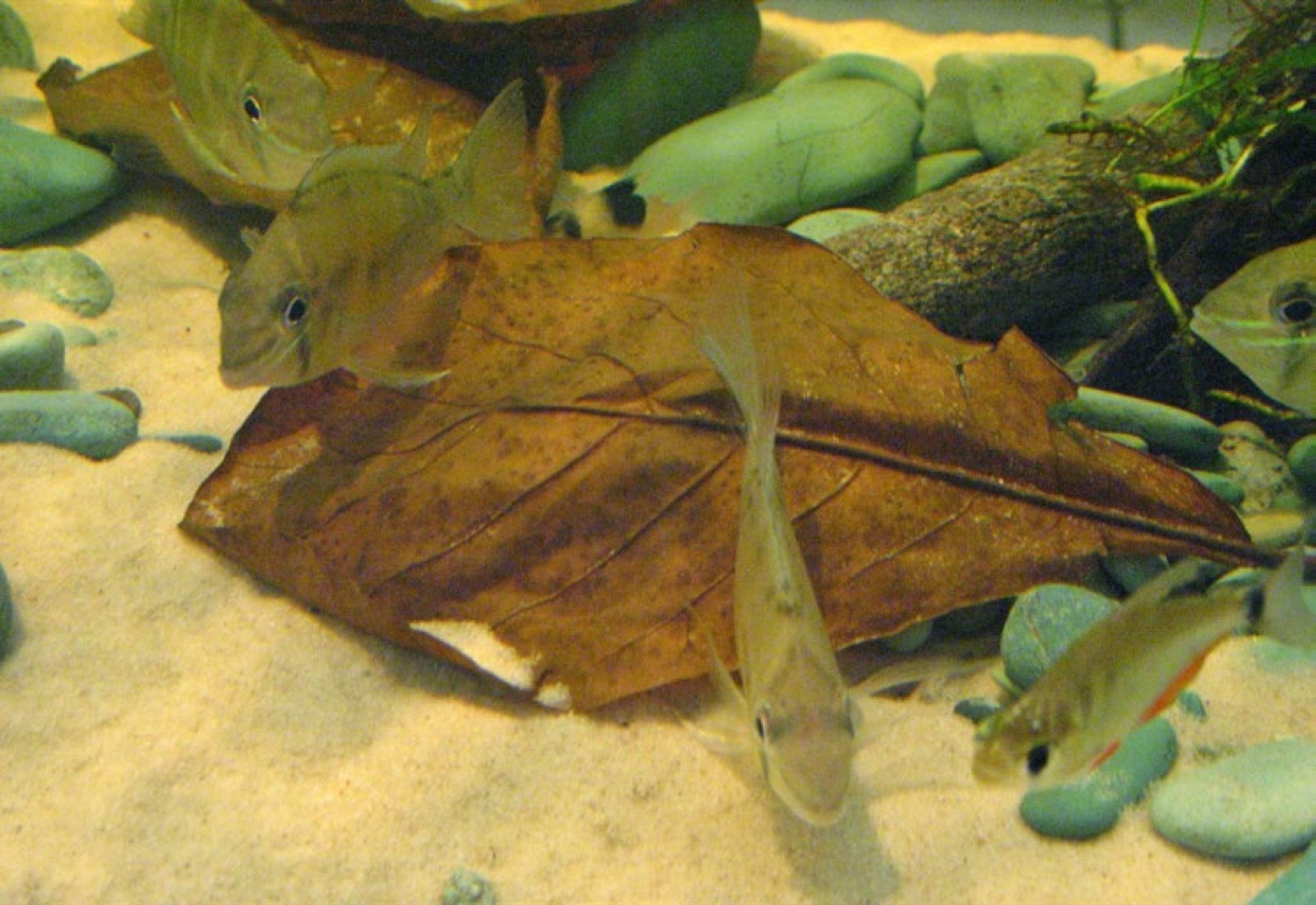 Feuilles de catappa posées au sol d’un aquarium d’ensemble