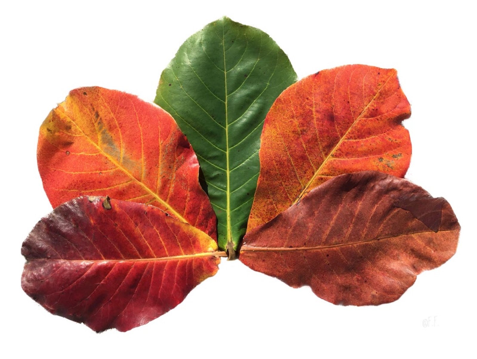 Feuilles de Terminalia catappa à différents stades de maturité, du vert au rouge