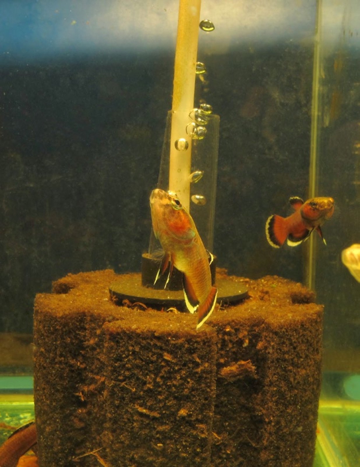 Filtre exhausteur mousse dans un bac de Betta albimarginata