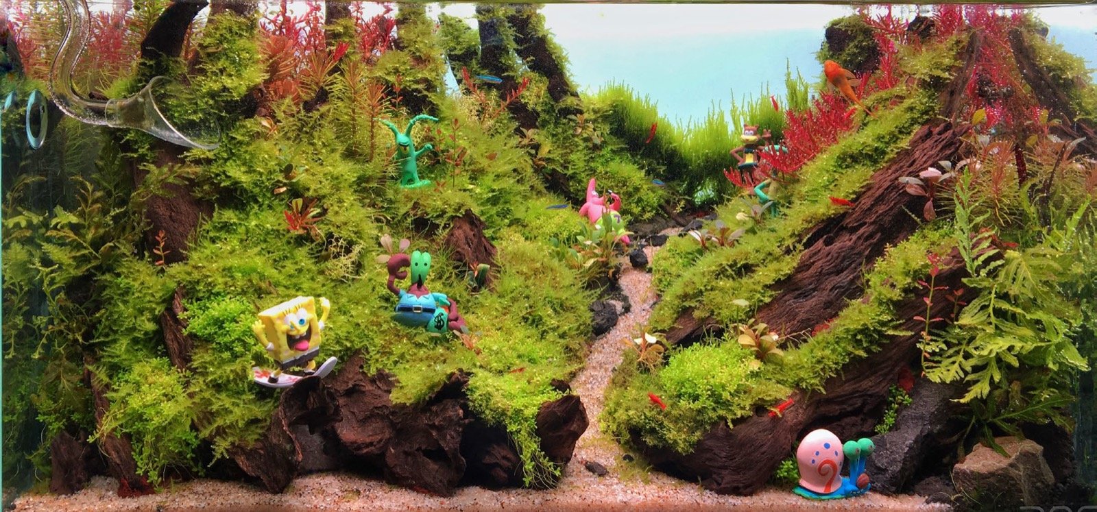 Aquascape Drôle de vague avec Bob l'éponge et ses acolytes, réalisation Jirawat Mooltho