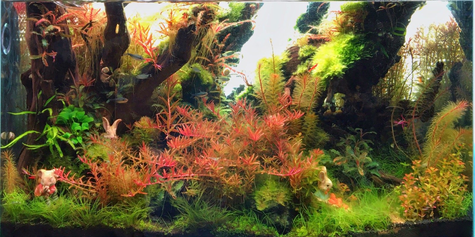 Aquascape La forêt de Pâques colorée, plantes colorées et figurines de lapins, réalisation Thanes Chaiwong Saphibon