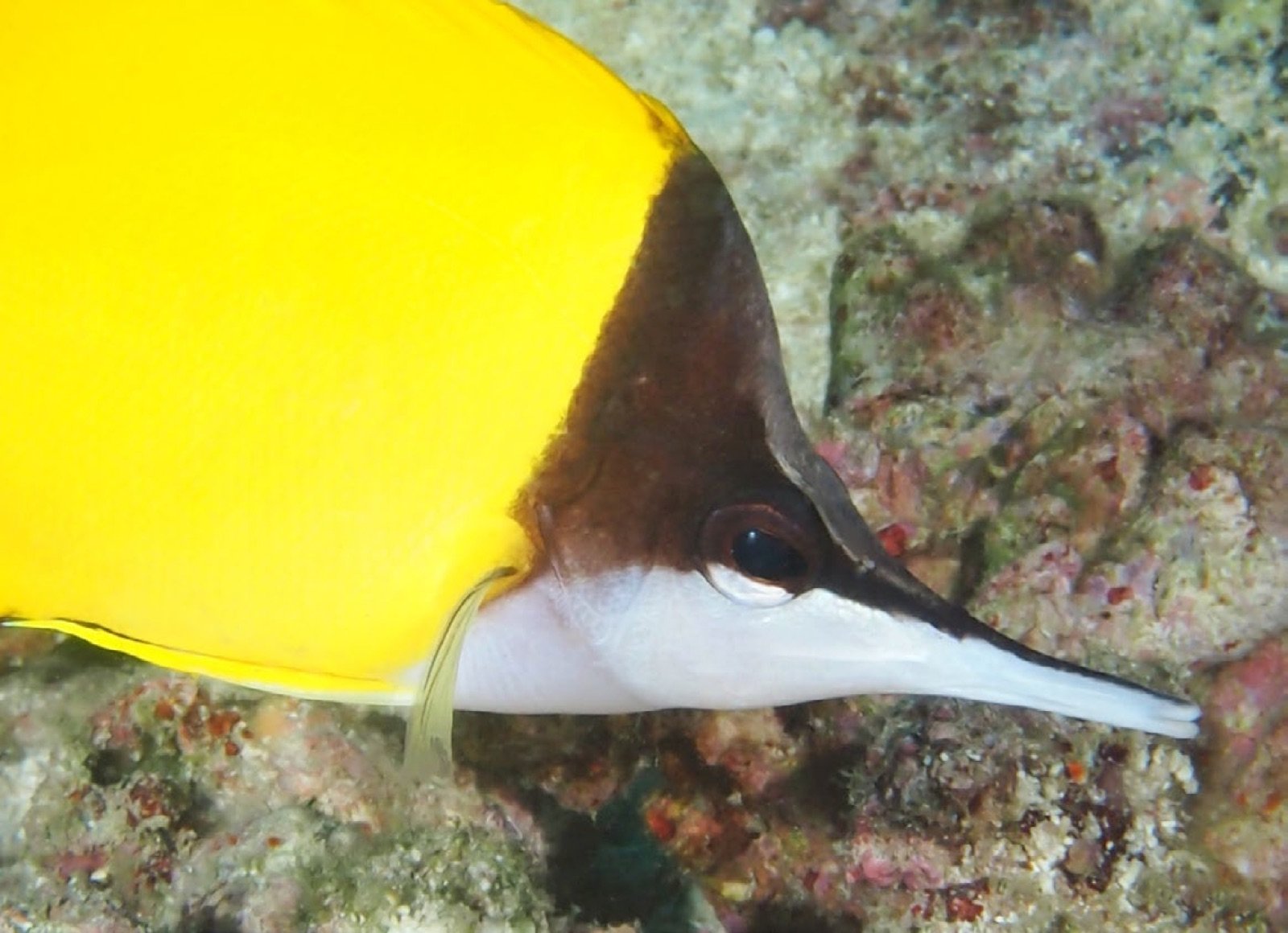 Oeil de Forcipiger flavissimus dont le bord inférieur est blanc
