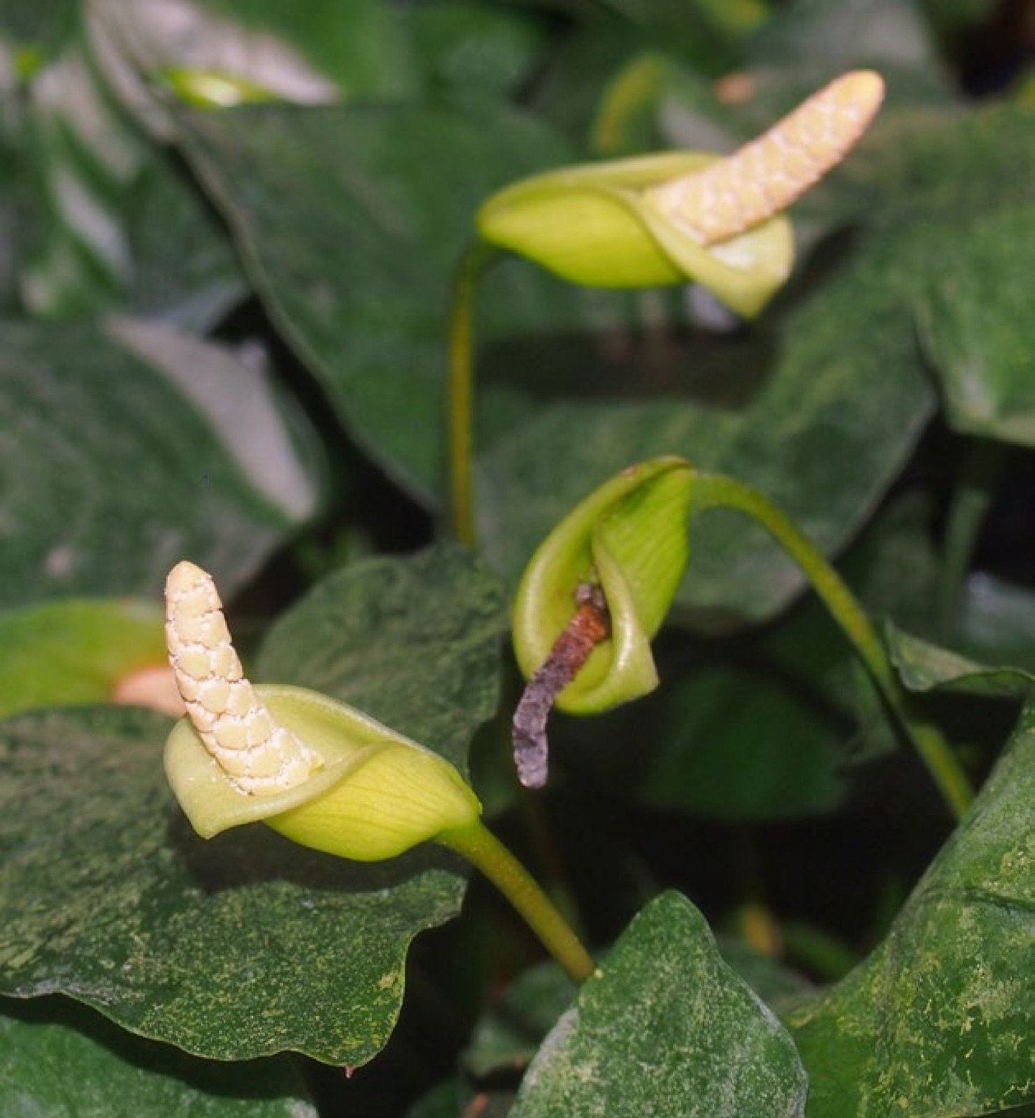 Fleur d'Anubias barteri variété nana en culture émergée