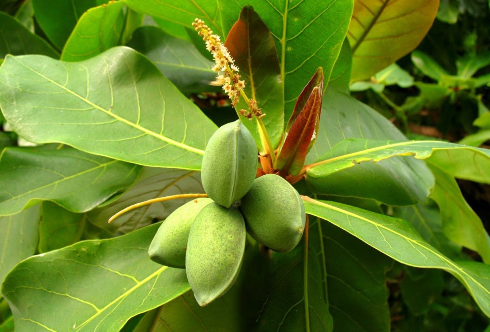 Fleurs et fruits de Terminalia catappa